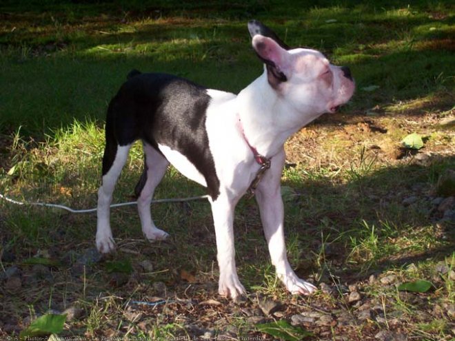 Photo de Boston terrier