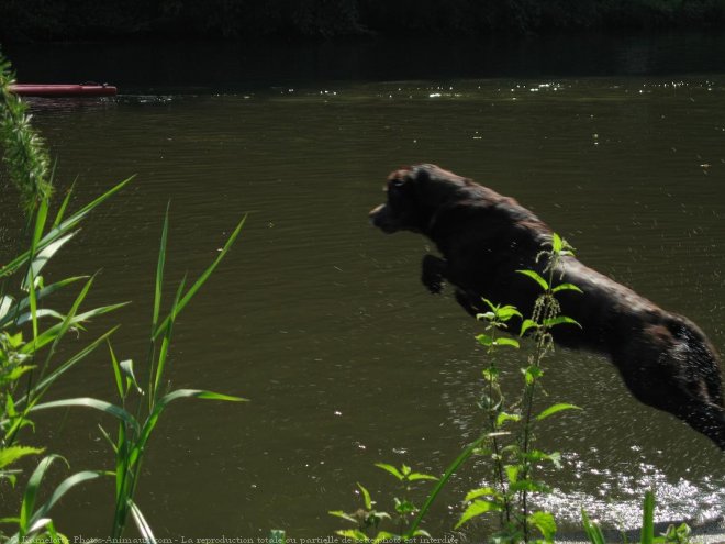 Photo de Labrador retriever