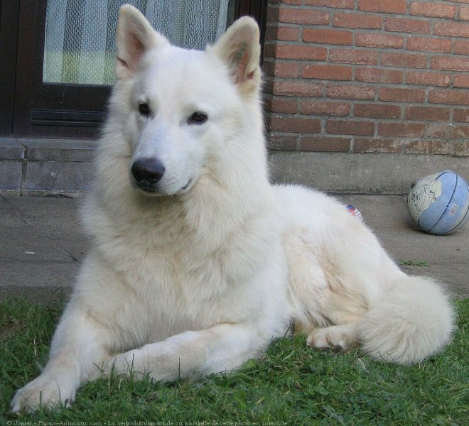 Photo de Berger blanc suisse