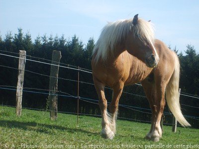 Photo de Haflinger