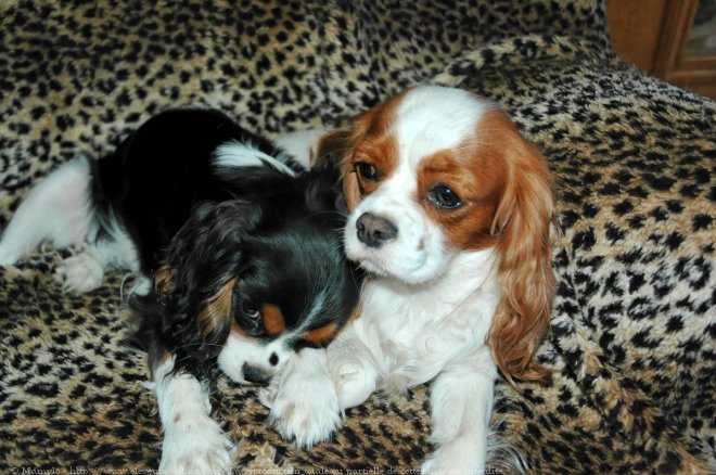 Photo de Cavalier king charles spaniel