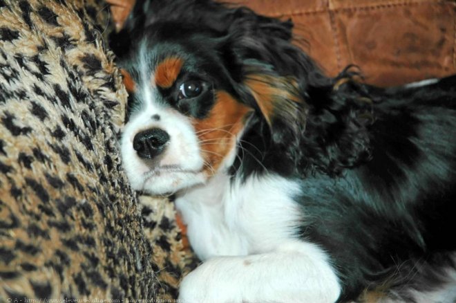 Photo de Cavalier king charles spaniel