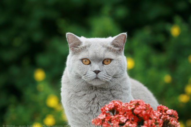 Photo de British shorthair