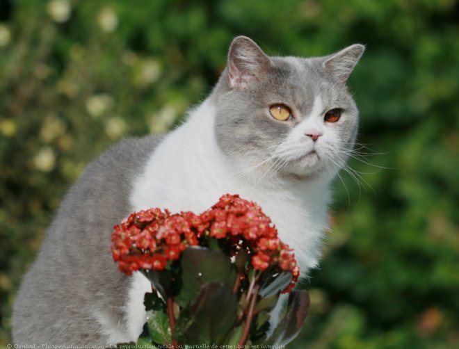 Photo de British shorthair