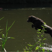 Photo de Labrador retriever