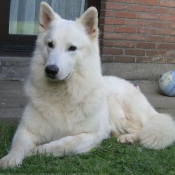 Photo de Berger blanc suisse