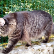 Photo de Maine coon