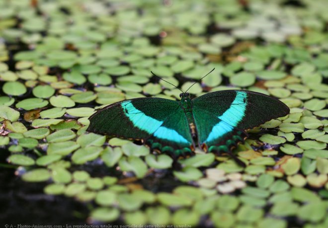 Photo de Papillon