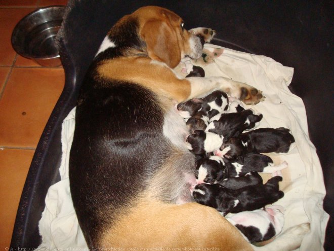 Photo de Beagle