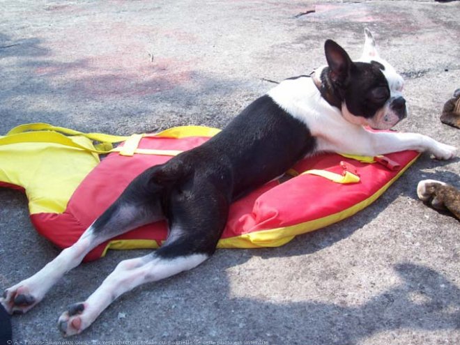 Photo de Boston terrier