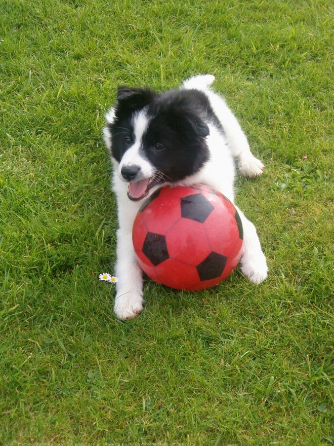 Photo de Border collie