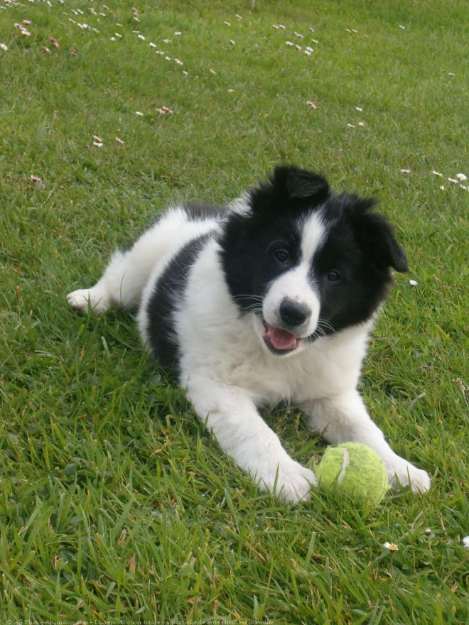 Photo de Border collie