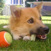 Photo de Chien de berger islandais