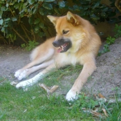 Photo de Chien de berger islandais