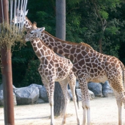 Photo de Girafe