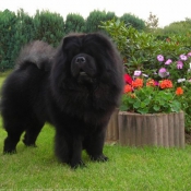 Photo de Chow chow