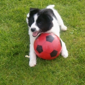 Photo de Border collie