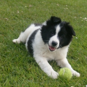 Photo de Border collie