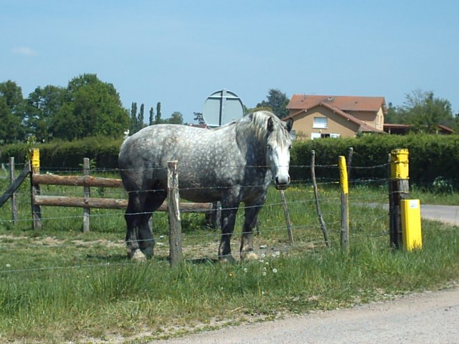 Photo de Percheron