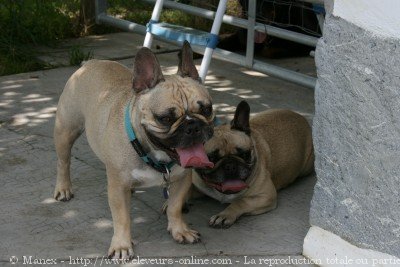 Photo de Bouledogue franais