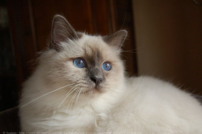 Photo de Sacr de birmanie