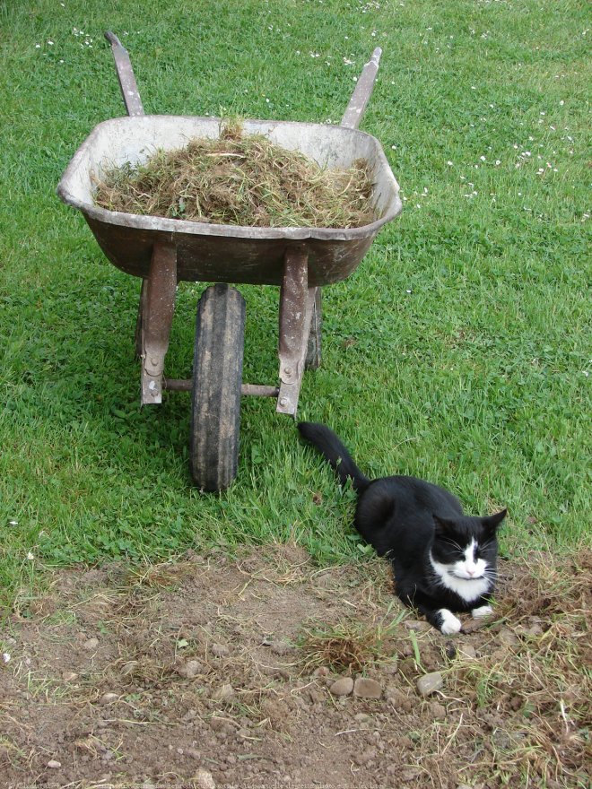 Photo de Chat domestique