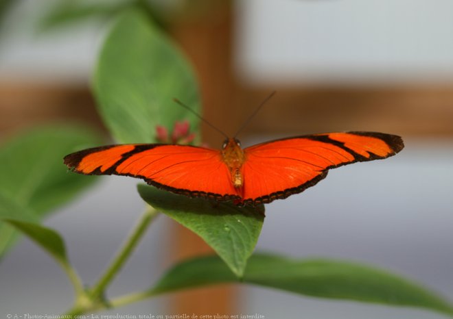 Photo de Papillon