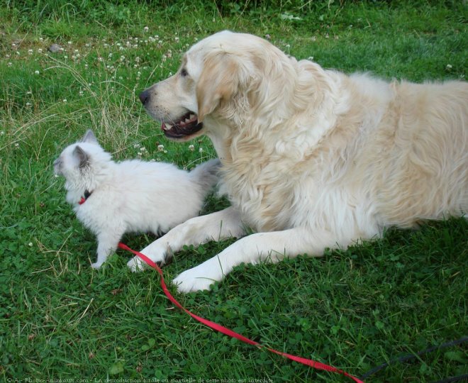 Photo de Races diffrentes