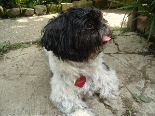 Photo de Shih tzu