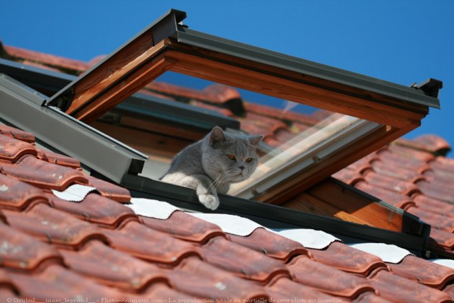 Photo de British shorthair