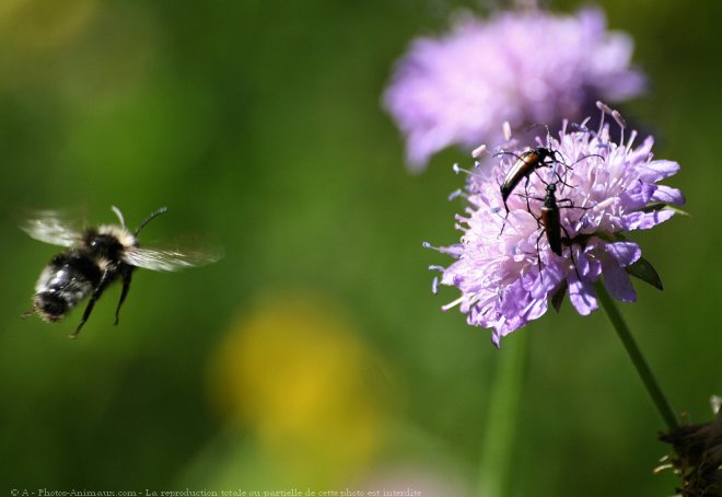 Photo de Bourdon