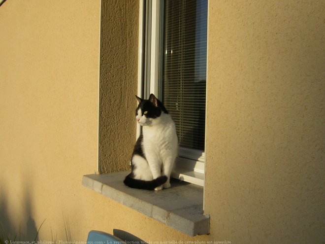 Photo de Chat domestique