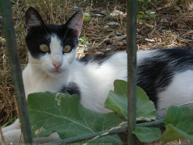 Photo de Chat domestique