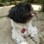 Photo de Shih tzu