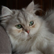 Photo de British longhair