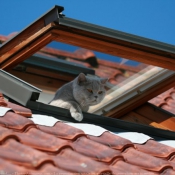 Photo de British shorthair