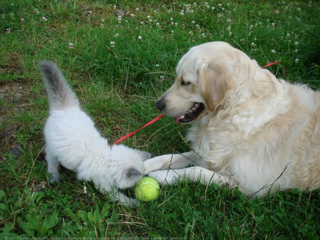 Photo de Races diffrentes