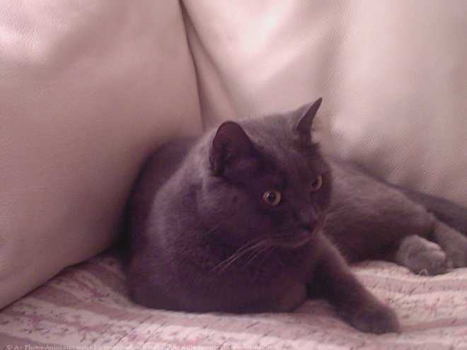 Photo de Chartreux