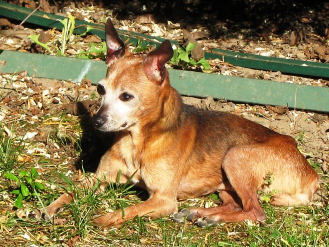 Photo de Pinscher nain