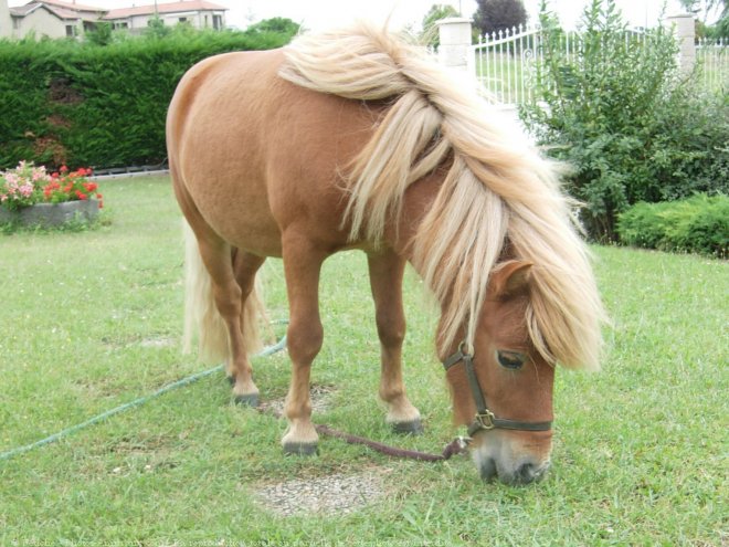 Photo de Poney (toutes races)