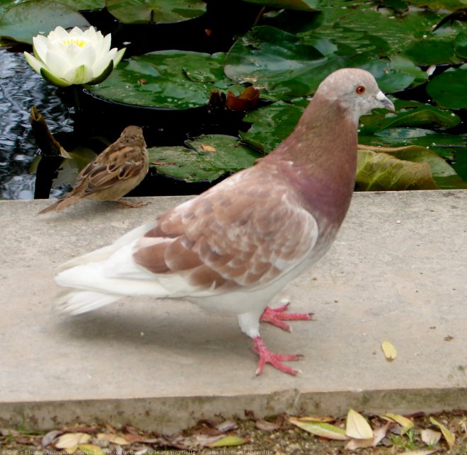 Photo de Pigeon