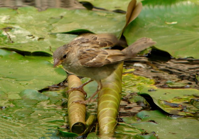 Photo de Moineau