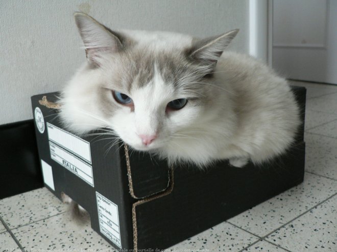 Photo de Ragdoll