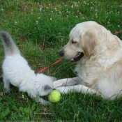 Photo de Races diffrentes