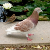 Photo de Pigeon