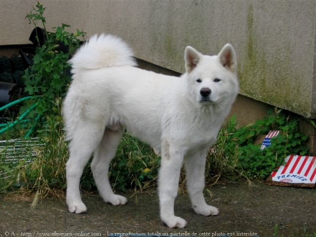 Photo d'Akita inu