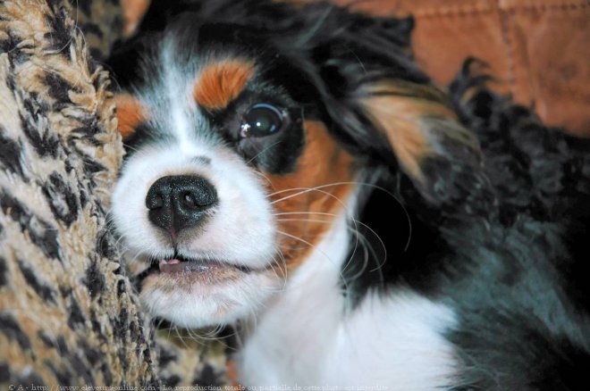 Photo de Cavalier king charles spaniel