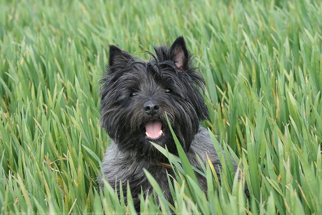 Photo de Cairn terrier