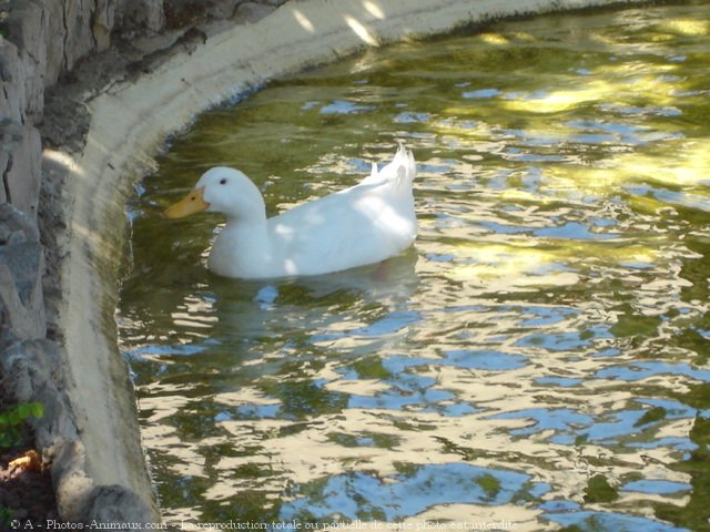 Photo de Canard