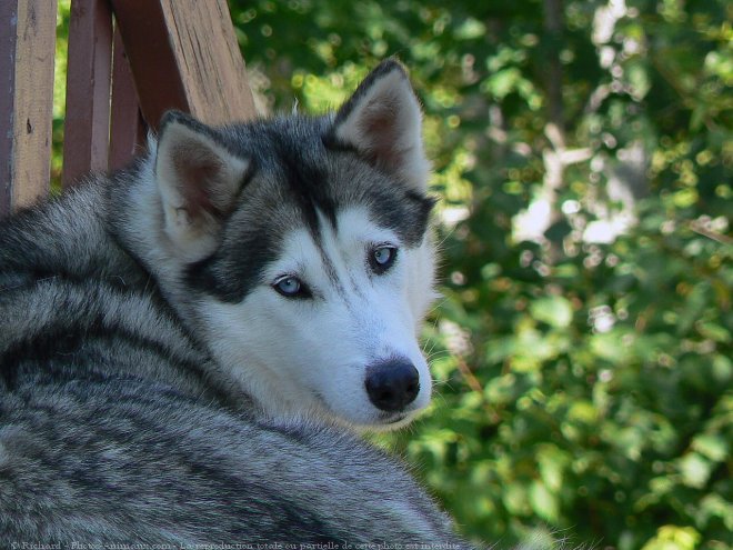 Photo de Husky siberien